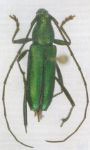 Chrysoprasis tendira