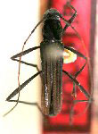 Eupempelus illuminus