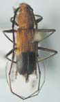 Heterops dimidiatus