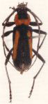 Homogenes albolineatus