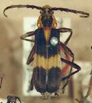 Mallosoma scutellare