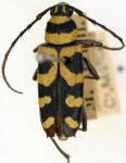 Poeciloderma sexfasciatum