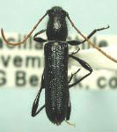 Unabiara collaris