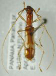 Glyptoscapus pallidulus