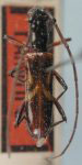 Notosphaeridion brevithorax