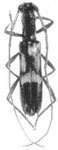 Spinoplon tutoia