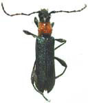  Lampropterus ruficollis