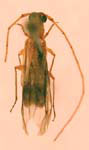  Methia curvipennis