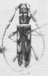  Compsibidion monnei