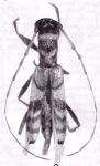  Compsibidion pumilium