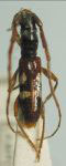  Compsibidion truncatum