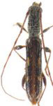  Dodecaibidion bolivianum