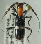  Hormathus cinctellus