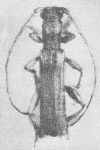  Kolonibidion femoratum