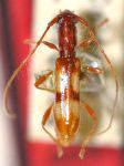  Microibidion exiguum