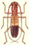  Microibidion rubicundulum