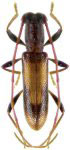  Minibidion perfectum