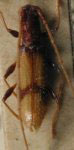  Minibidion rurigena