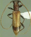  Minibidion unifasciatum