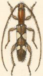  Neocompsa alacris