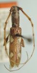  Neocompsa intricata