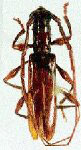  Neocompsa longipilis