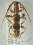  Neocompsa macrotricha