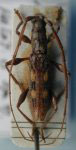  Neocompsa obscura