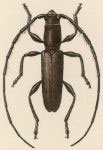  Neocompsa puncticollis asperula