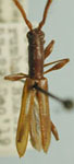  Neocompsa serrana