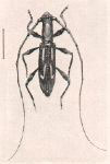  Opacibidion opacicolle