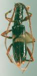  Ophtalmibidion tetrops