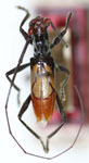  Phocibidion pulcherrimum