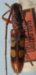  Prothoracibidion plicatithorax