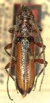  Prothoracibidion xanthopterum