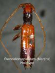  Stenoidion apicatum