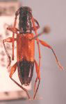  Tropidion flavipes