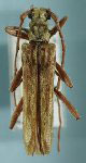  Parasemnus regalis