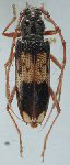  Phoracantha semipunctata