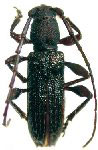  Gorybia quadrispinosa