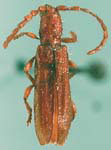  Piezocera serraticollis