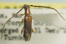  Nathriobrium methioides