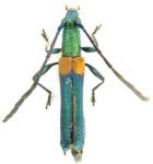 Chrysaethe smaragdina