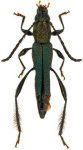 Chrysommata keithi