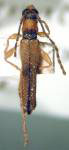 Eclipta cribripennis