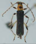 Giesberteclipta monteverdensis