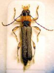 Eclipta transversemaculata 