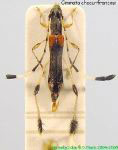 Ecliptophanes chacunfrancozi