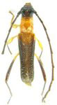 Mimommata mollardi