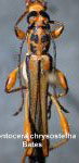 Odontocera chrysostetha